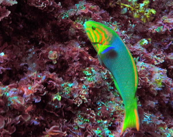 Green Wrasse