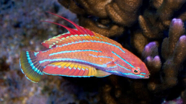 Carpenter's Flasher Wrasse