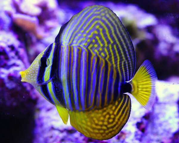 Sailfin Tang, Desjardini