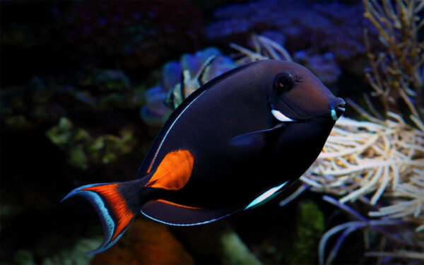 Achilles Tang