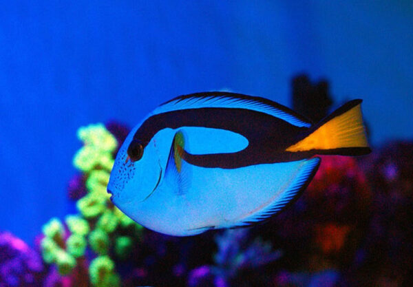 Blue Hippo Tang