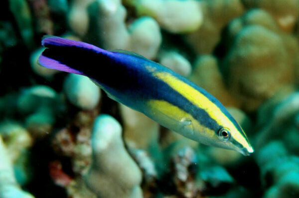 Bluestreak Cleaner Wrasse